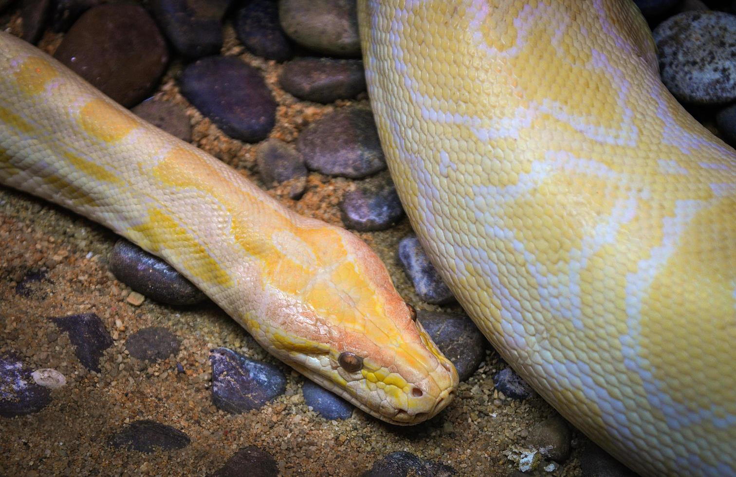gouden Python geel slang aan het liegen Aan grond albino Birmees Python foto
