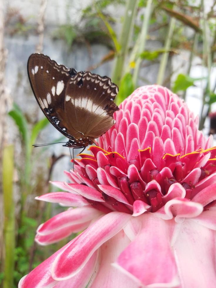 vlinder Aan de etlingera elatior bloem foto