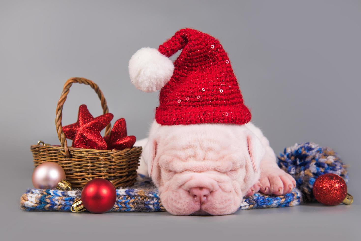 zijaanzicht portret van amerikaanse bulldog pup slapen in kerstmuts met kerstversiering foto