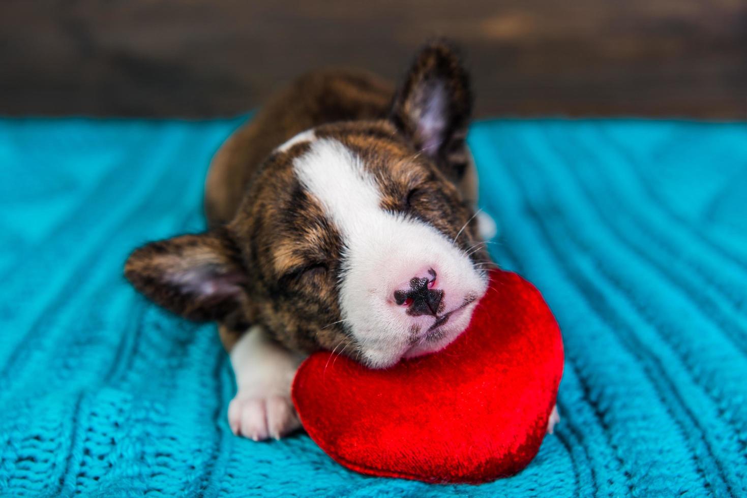 portret van basenji puppy slapen op rood hart kussen foto