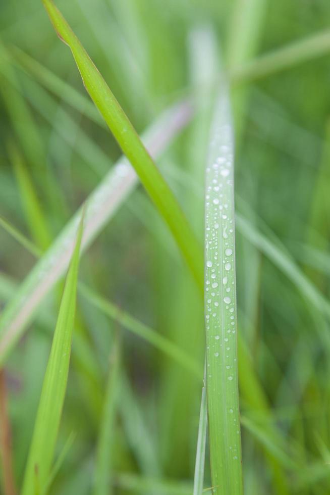 dauw druppels op het gras foto