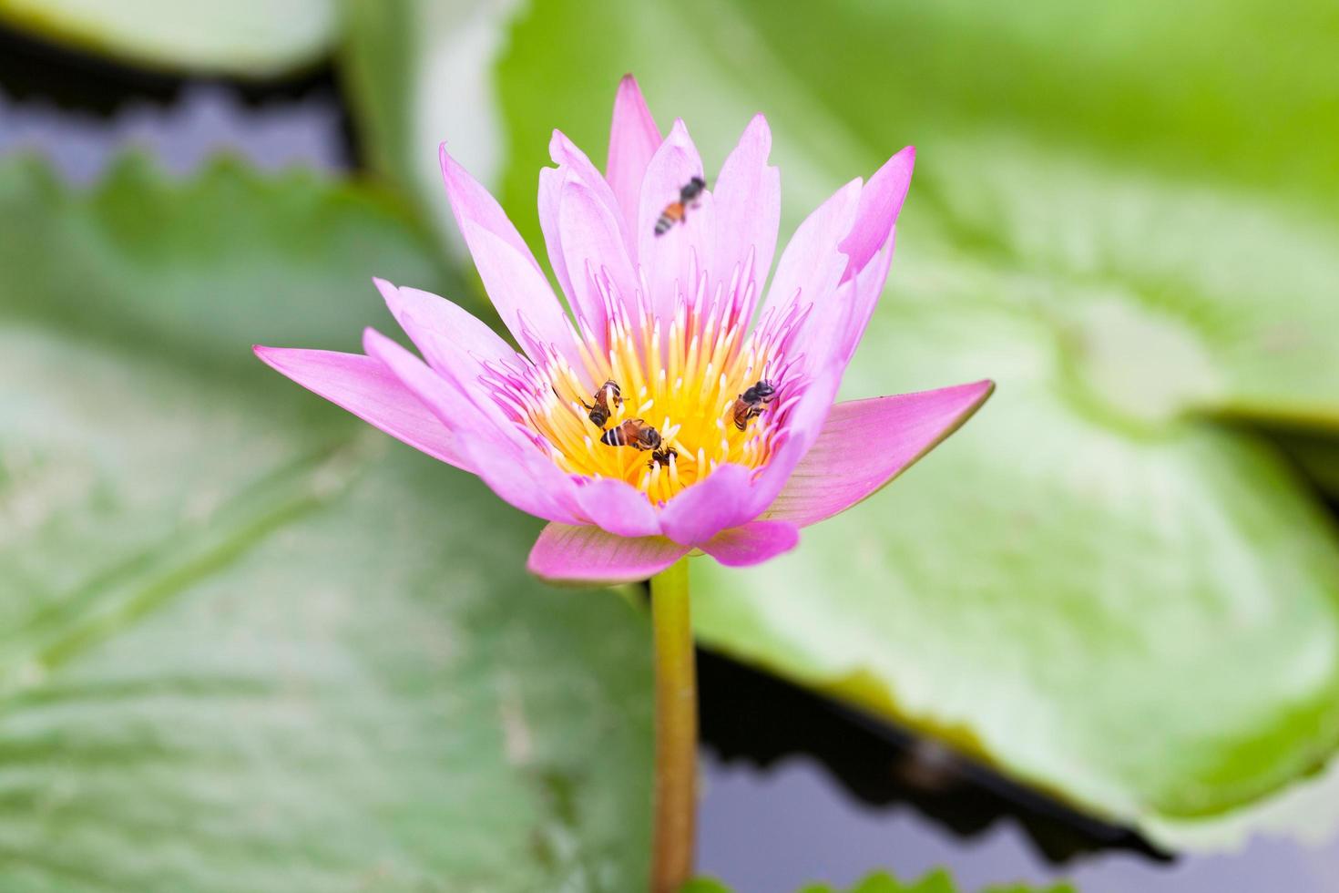 lotusbloem en bijen foto