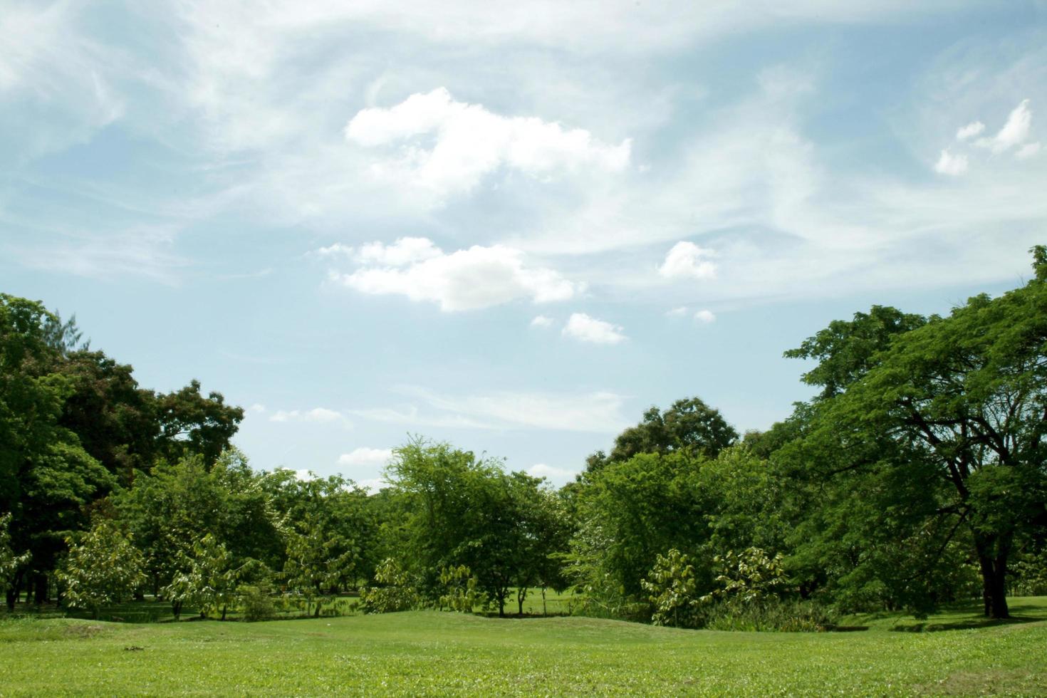 groene bomen en gras met blauwe lucht foto