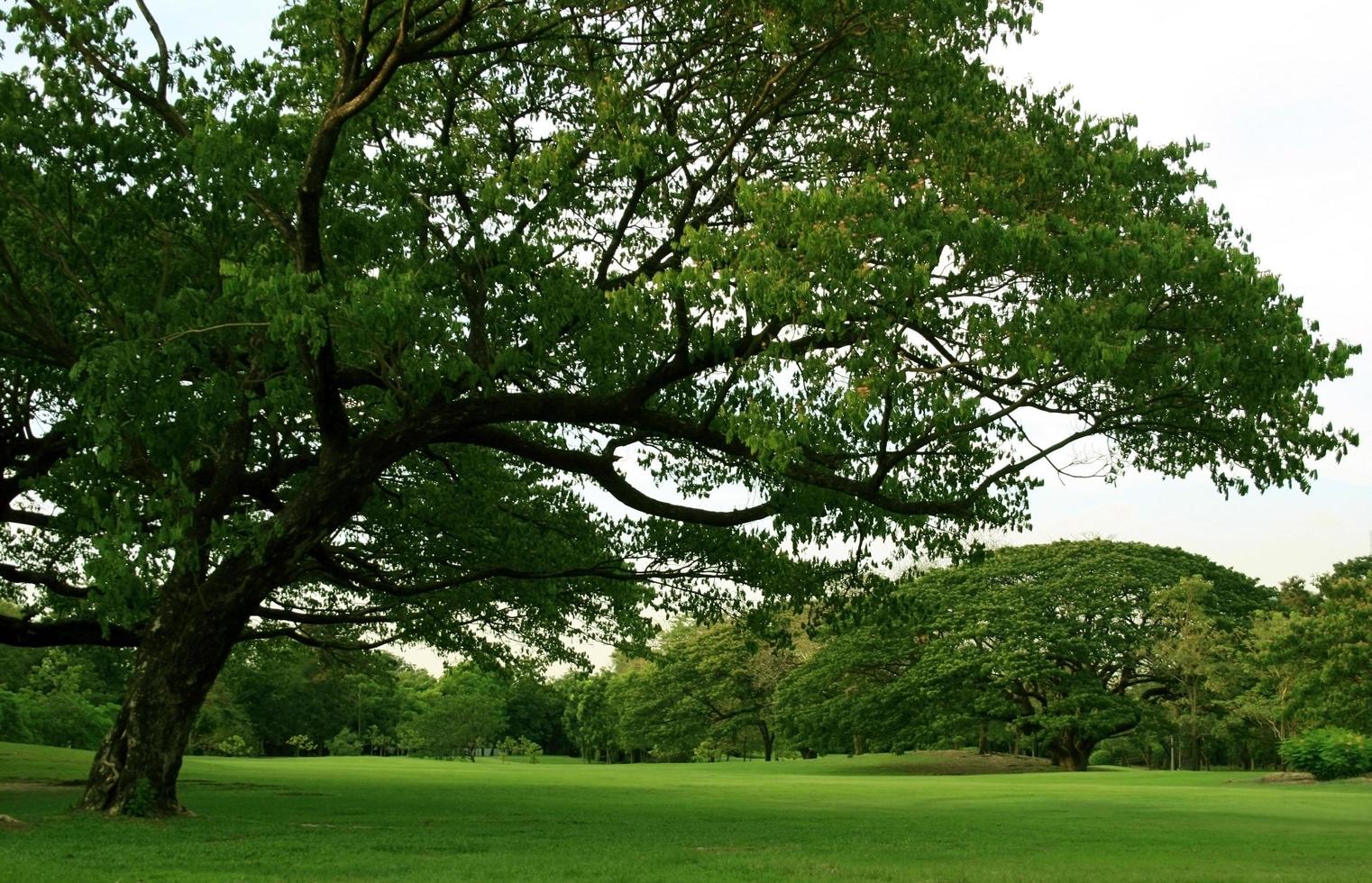 grote groene bomen foto