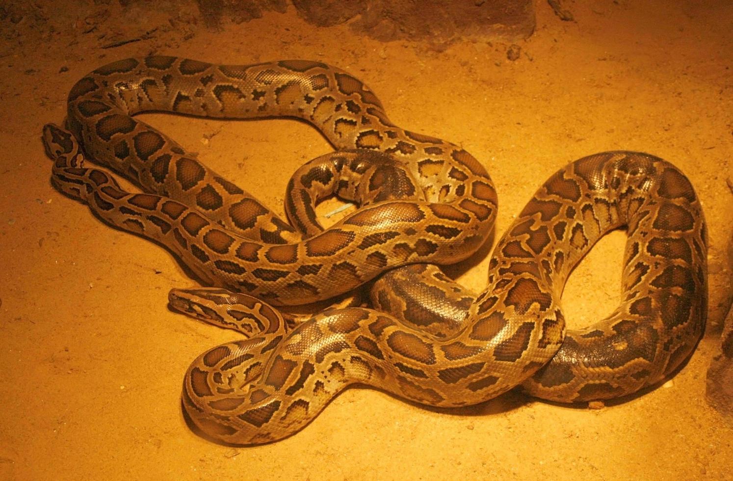 python op de grond foto