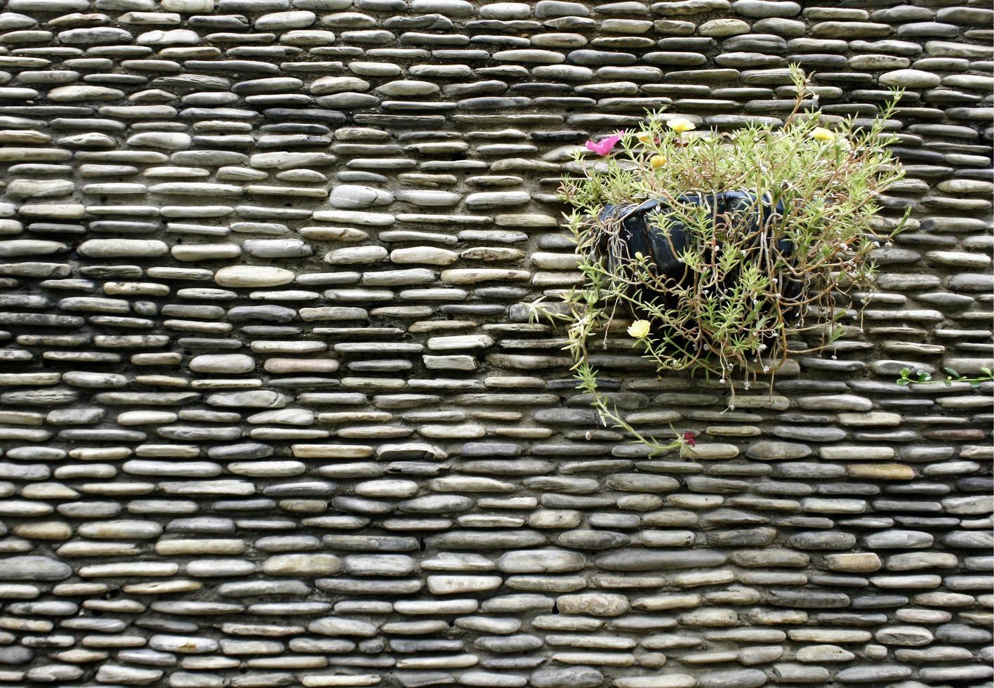 planter op de muur foto