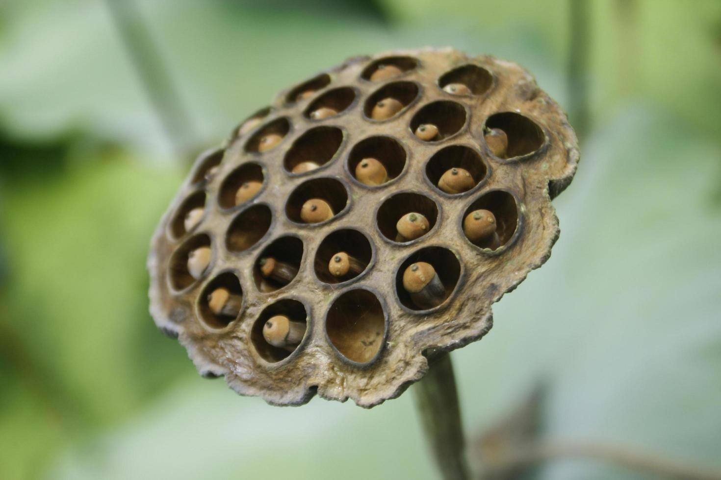 droge lotuszaden foto