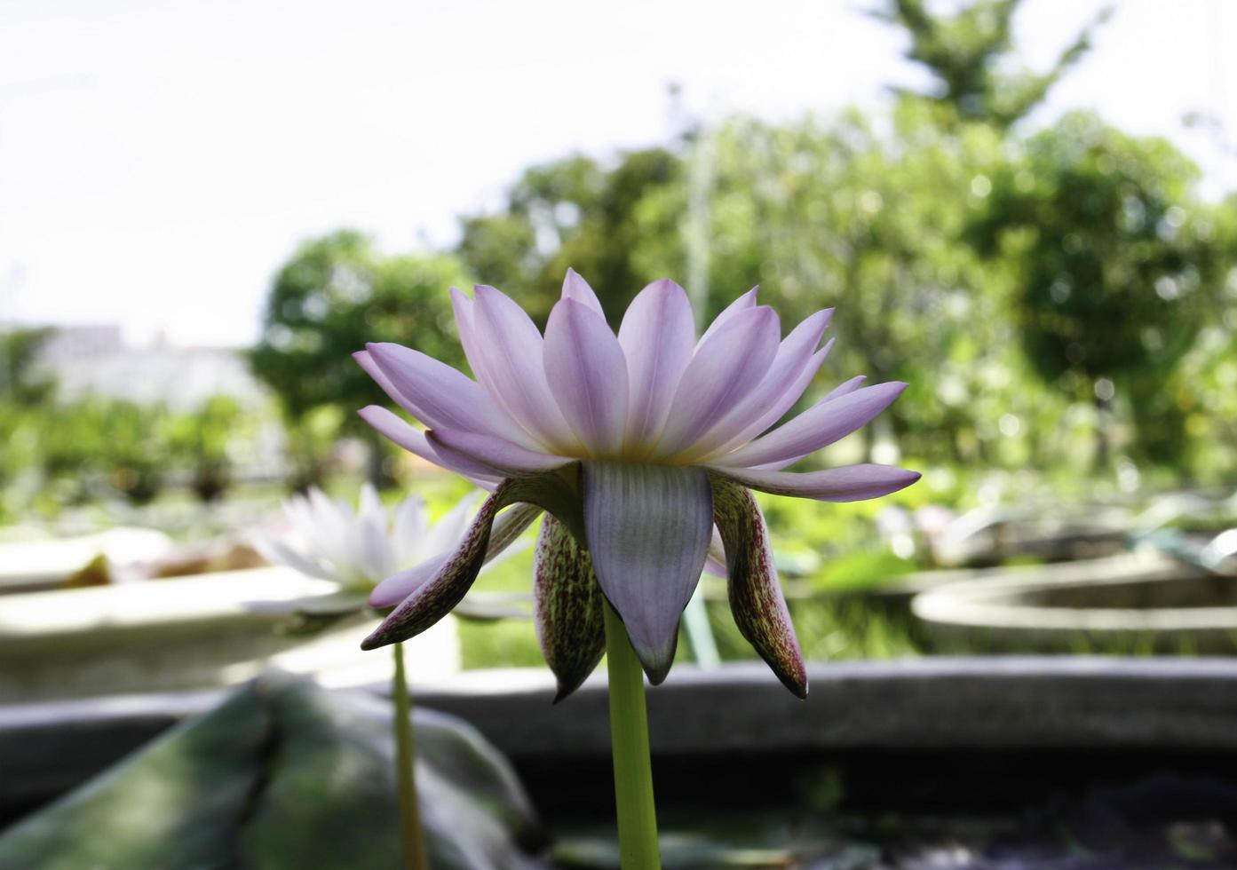 waterlily in vijver foto