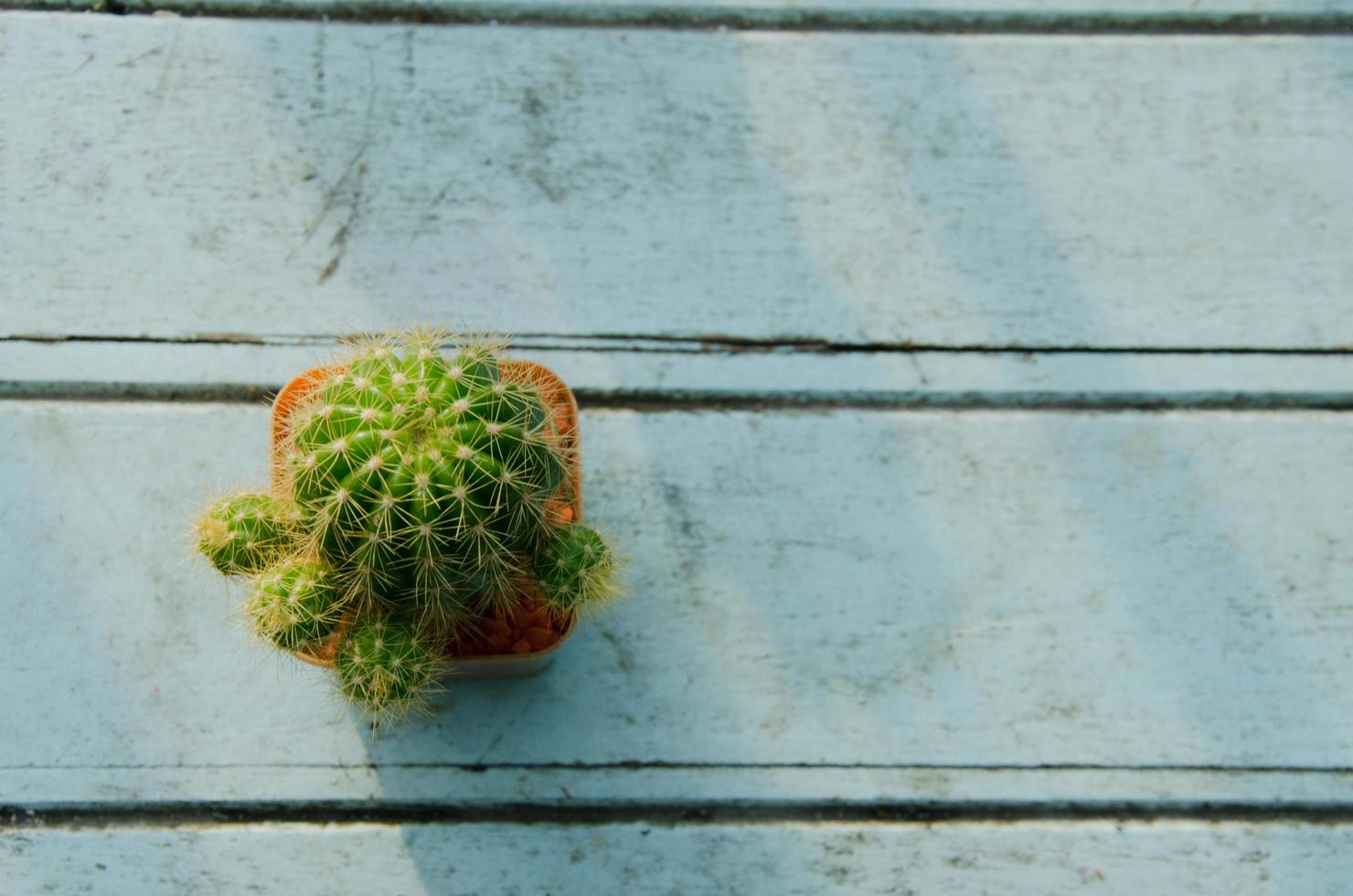 cactus boven weergave foto