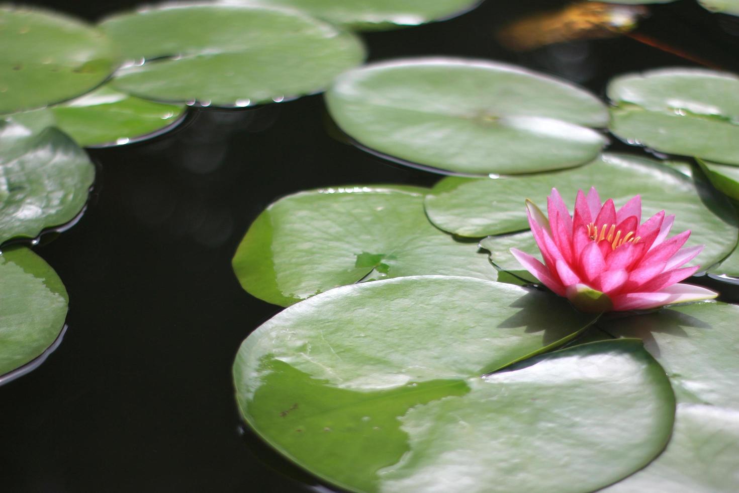 roze bloem en waterlelies foto