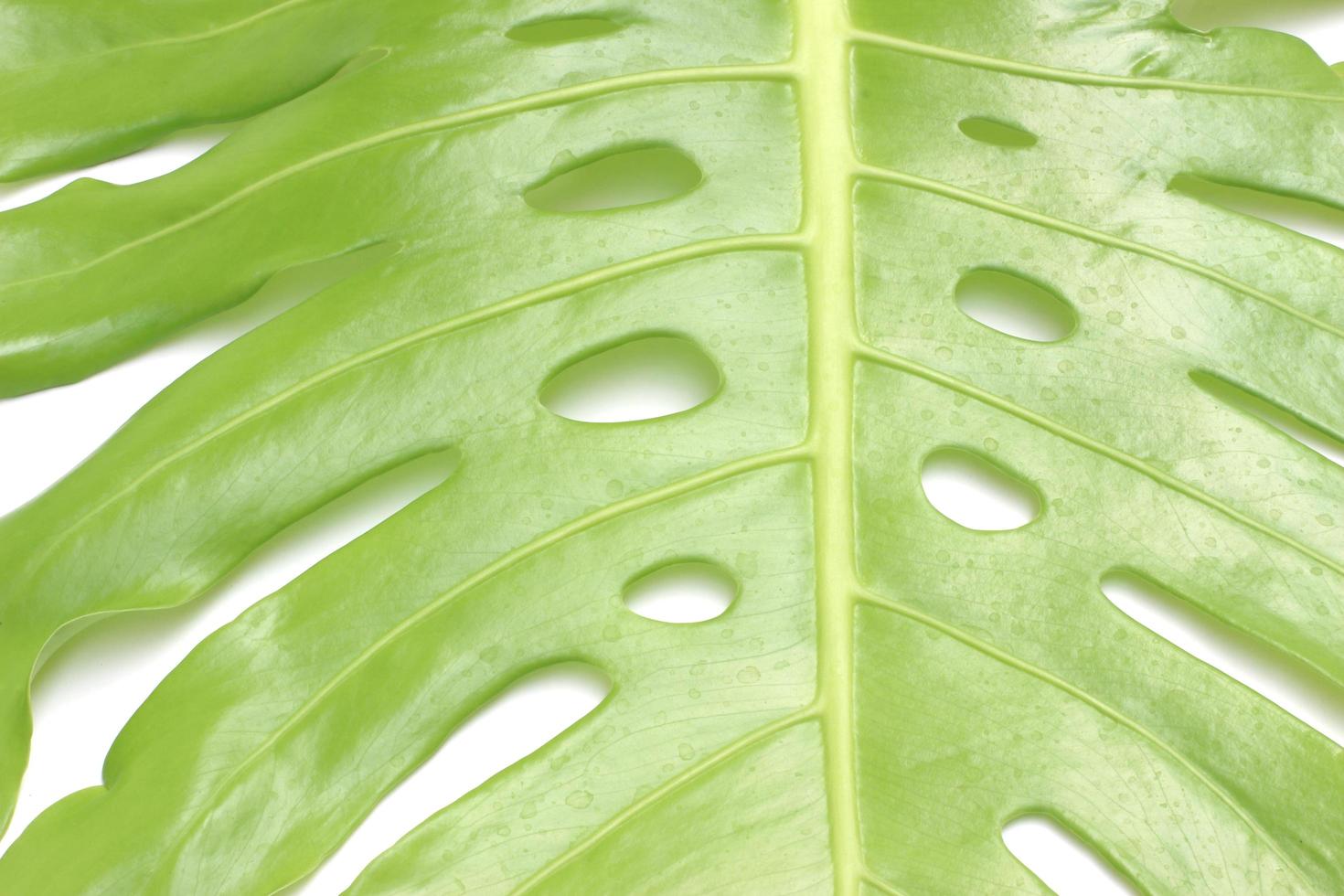 monstera blad detail foto