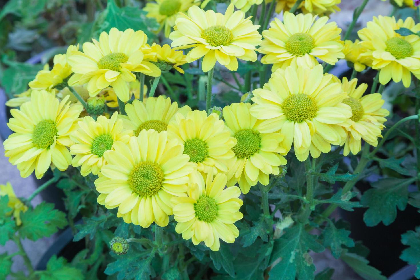 gele bloemen in de tuin foto