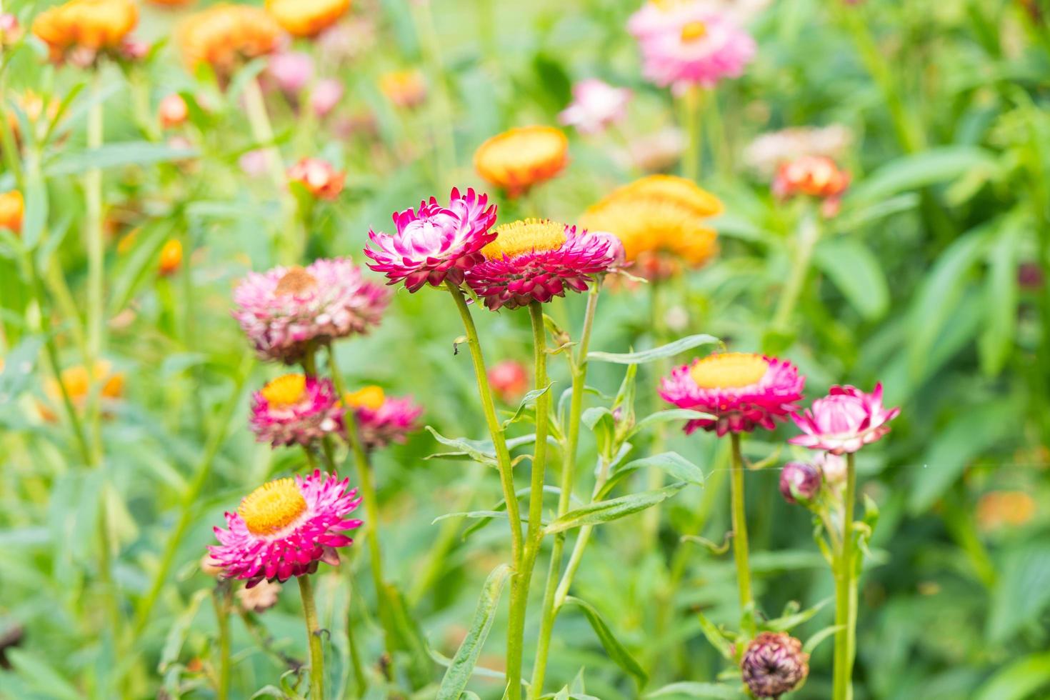 kleine bloemen in het park foto