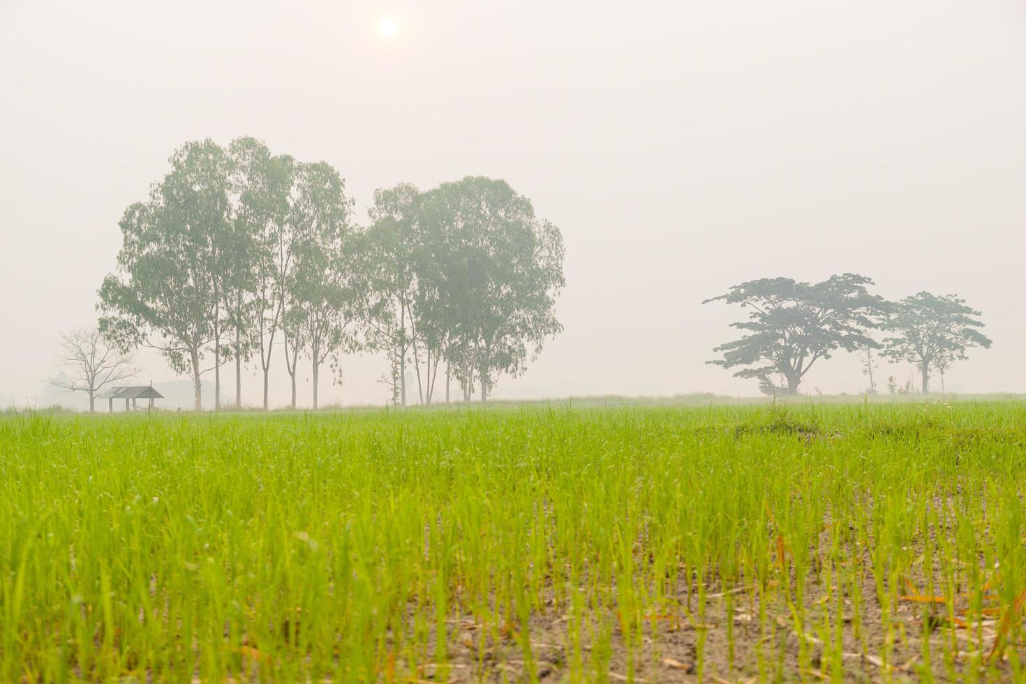 bomen op de rijstvelden foto