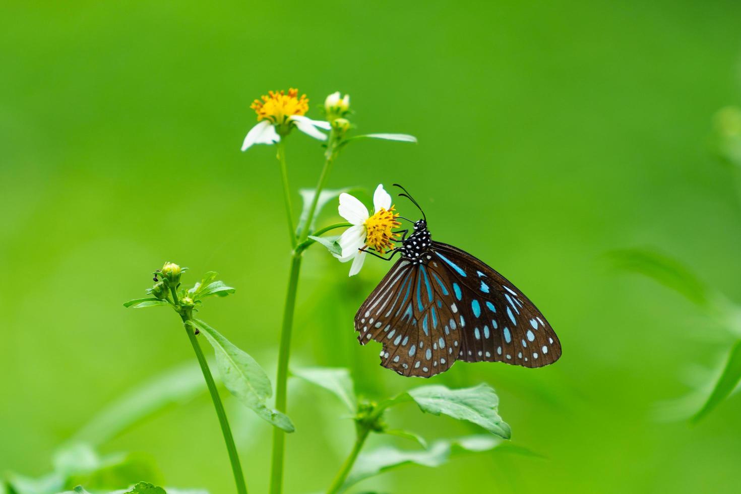 vlinder op de bloem foto