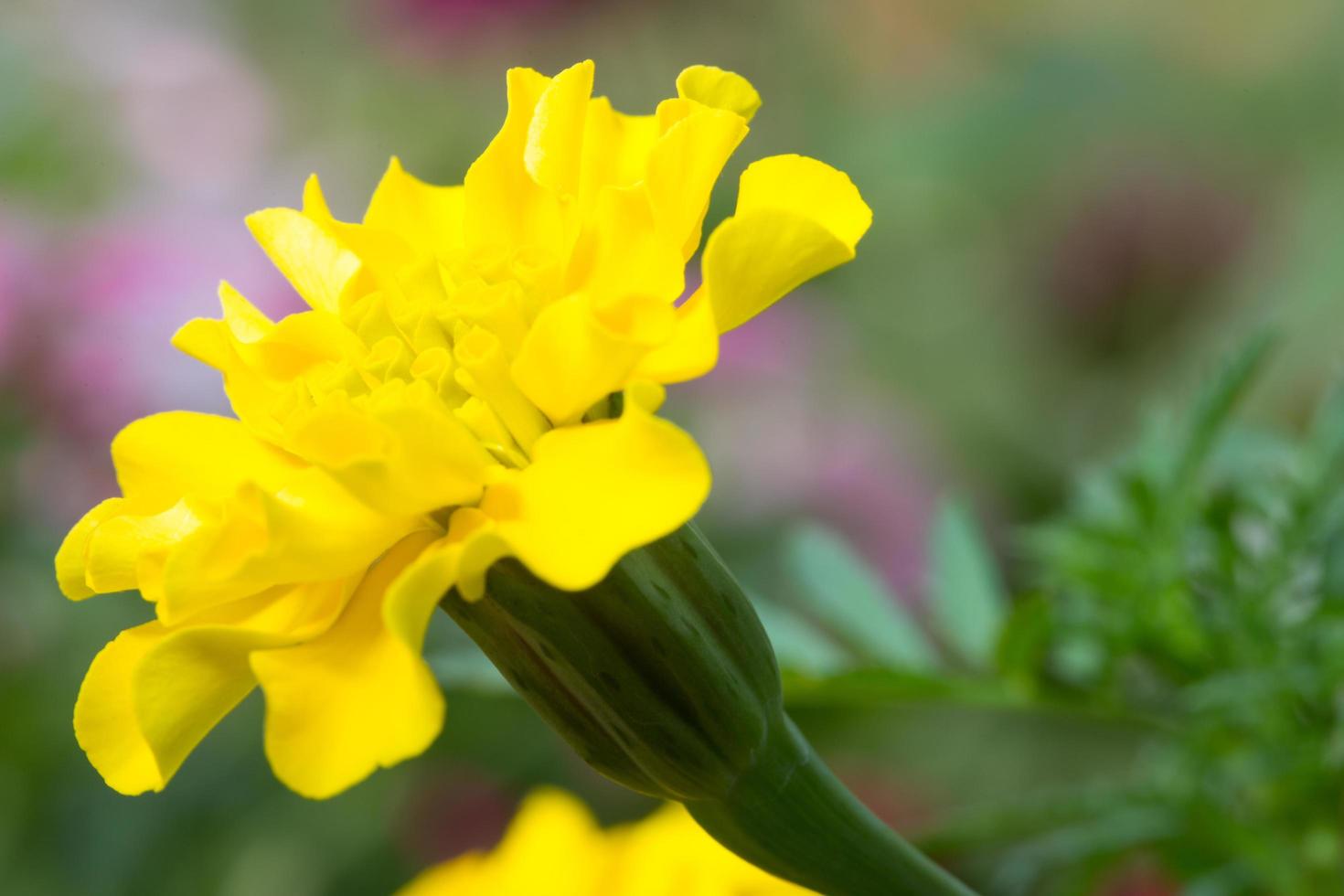 gele bloem in volle bloei foto