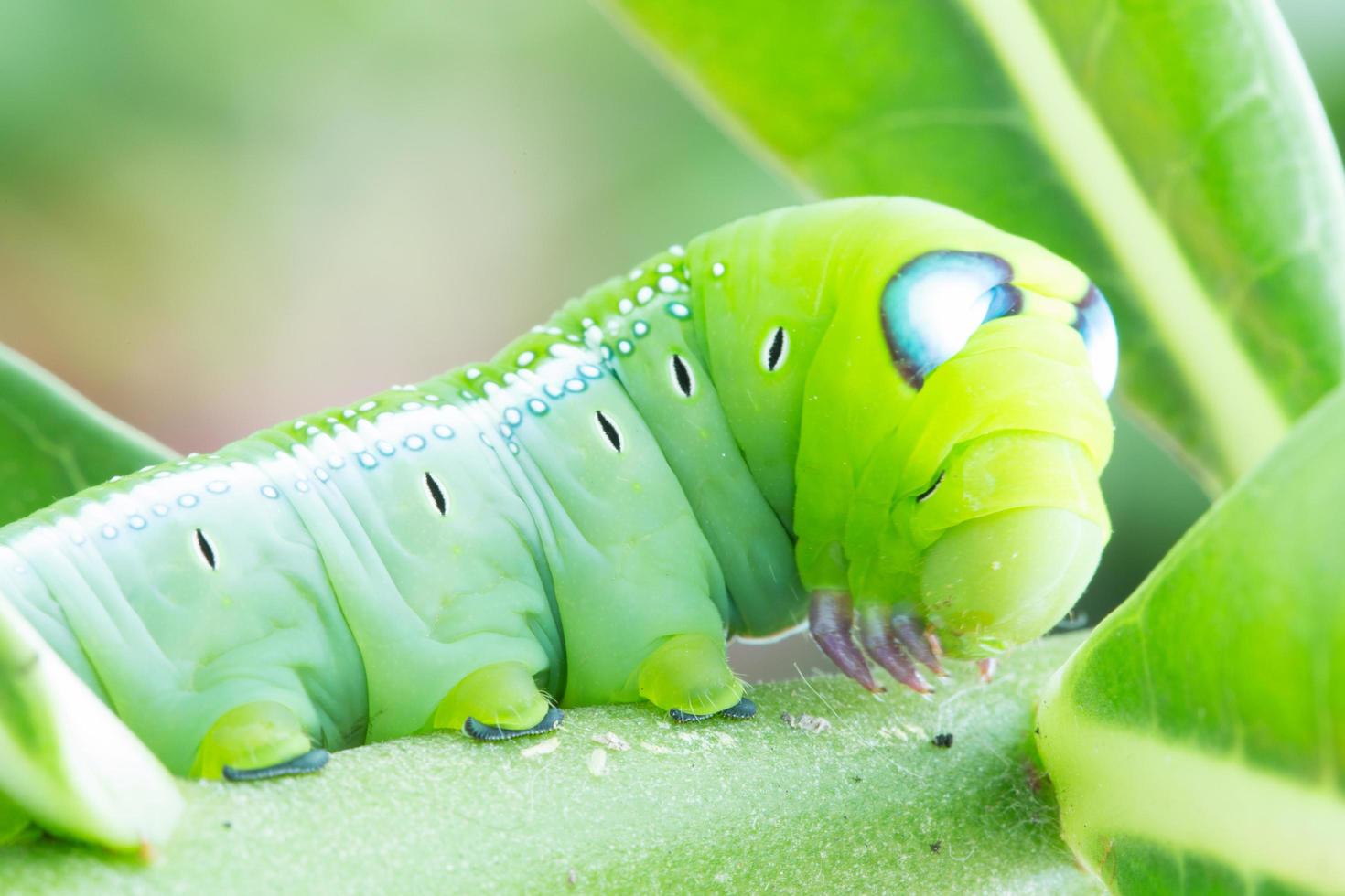 rups op een plant foto