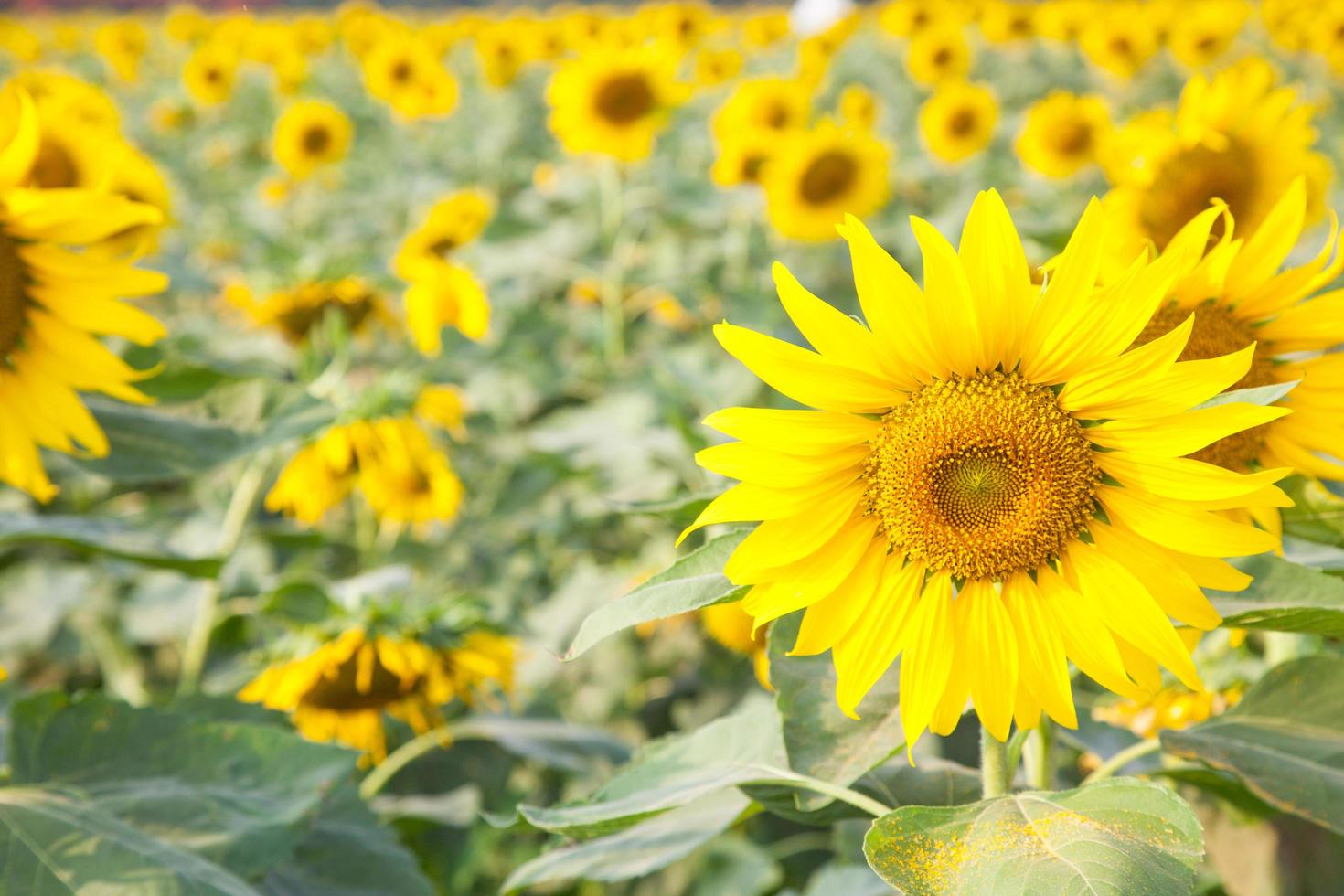 zonnebloemen op het zonnebloemveld foto