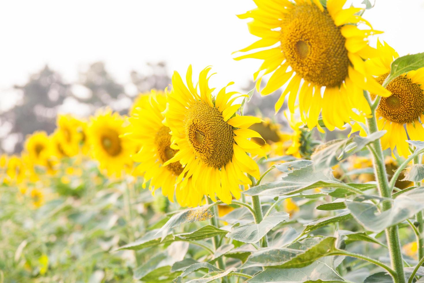 zonnebloem op het zonnebloemveld foto