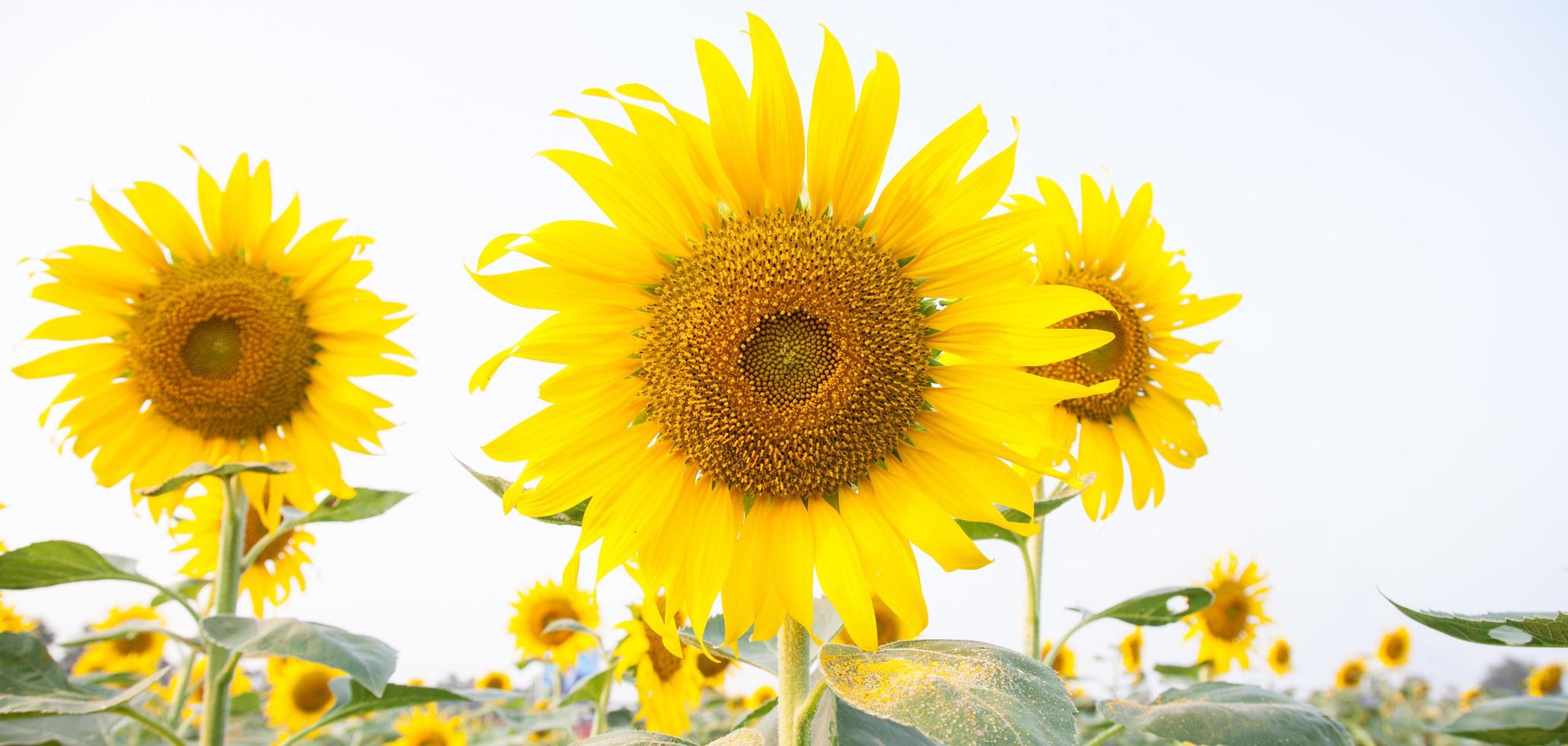 zonnebloemen op het zonnebloemveld foto