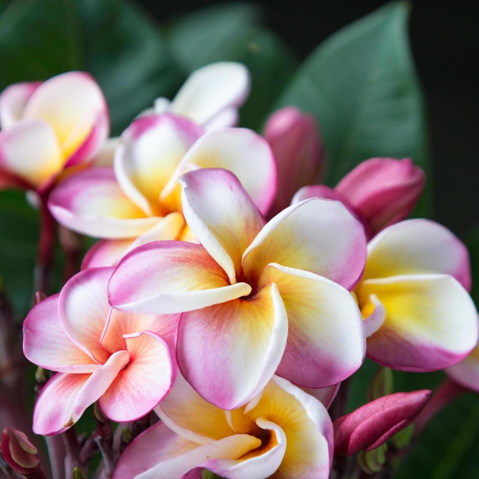 plumeria bloemen in volle bloei foto