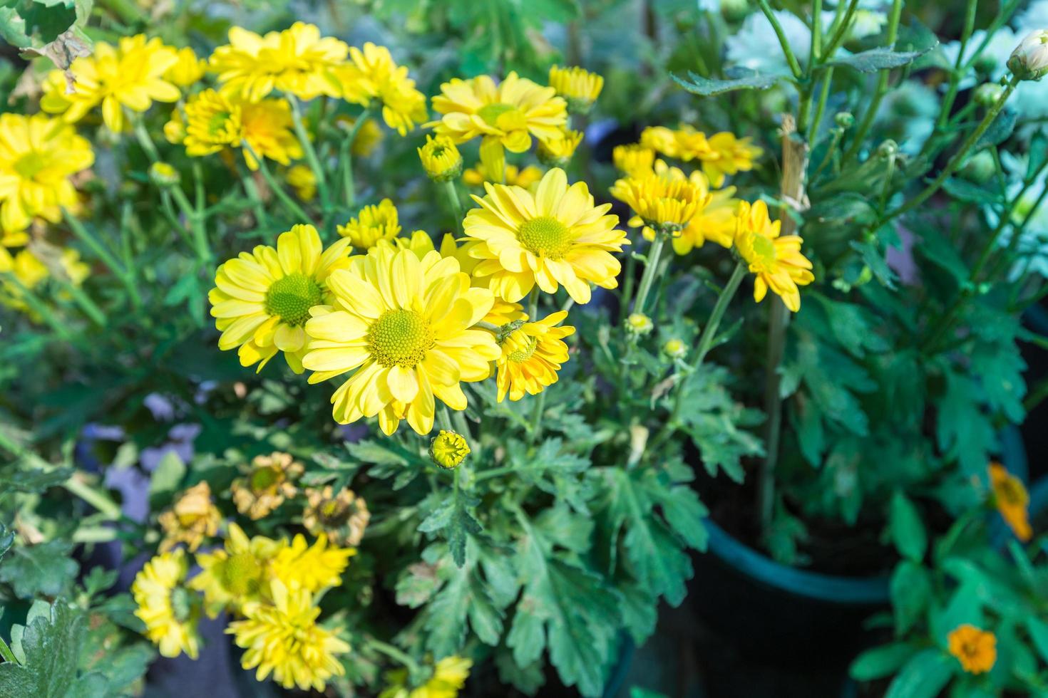 gele bloemen in de tuin foto