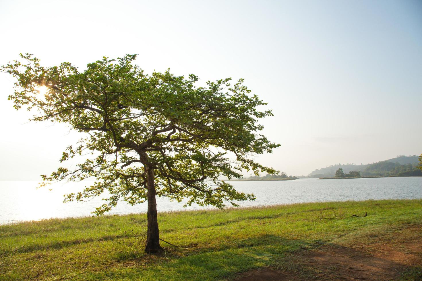 bomen bij het meer foto