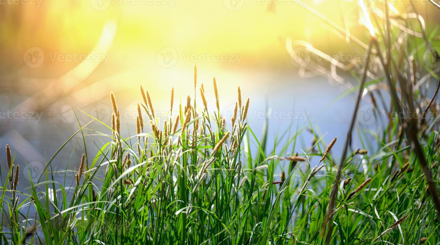 bank van de dnjepr rivier- met groeit riet en struiken Aan een voorjaar dag, de stralen van de zon zijn helder. foto