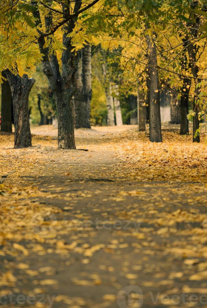 herfst park met bomen en struiken, geel bladeren Aan de grond. de pad Leidt in de afstand, selectief focus foto