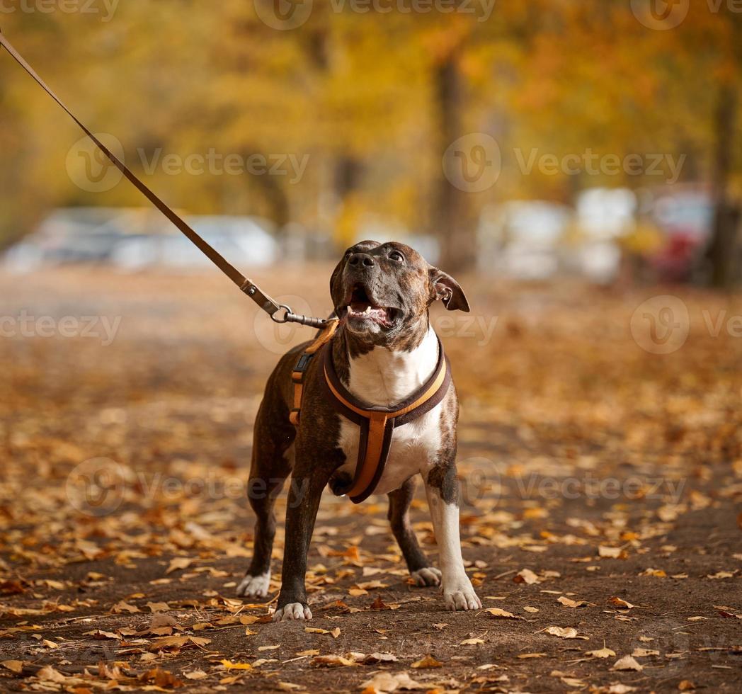 Amerikaans pit stier terriër hond Aan een riem staat in de herfst park en looks verder foto