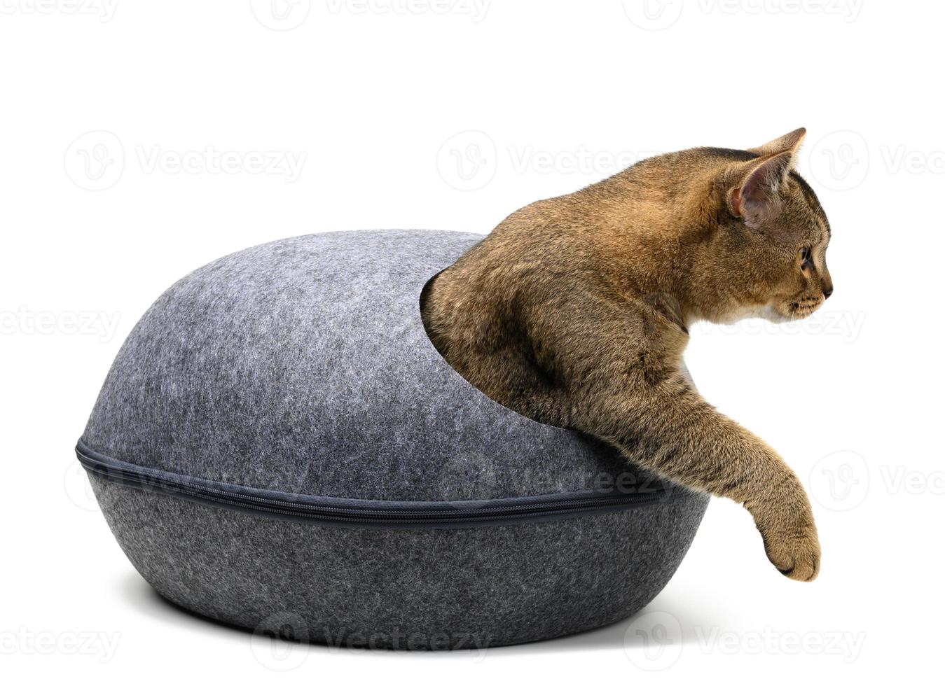 jong grijs Schots Rechtdoor kat komt eraan uit van een grijs voelde huis naar rust uit Aan een wit achtergrond foto