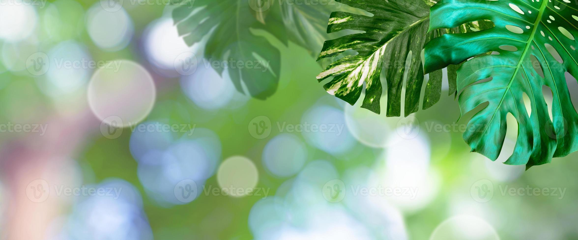 groen bladeren patroon voor zomer of voorjaar seizoen concept, blad van monstera met bokeh getextureerde achtergrond foto