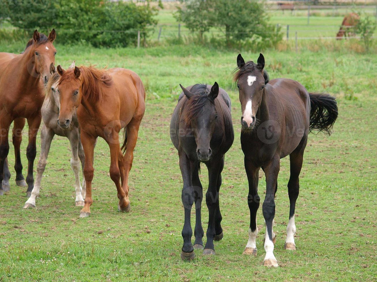 paarden in Westfalen foto