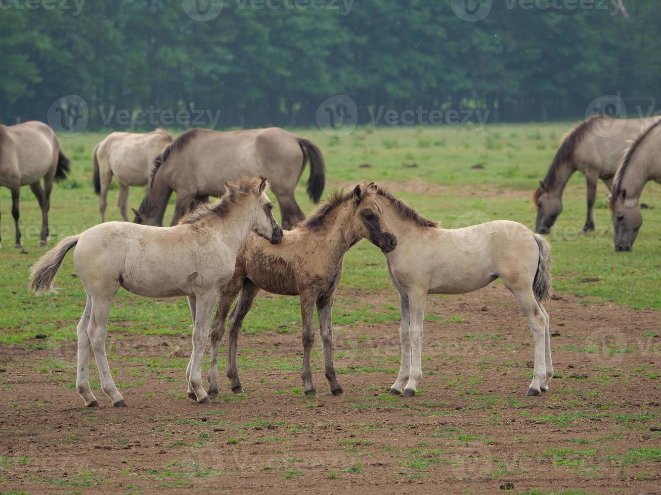 wild Duitse paarden foto