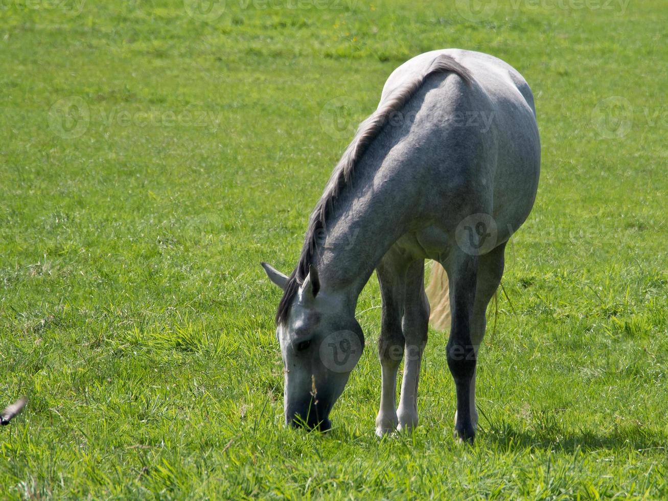 paarden in de Duitse münsterland foto