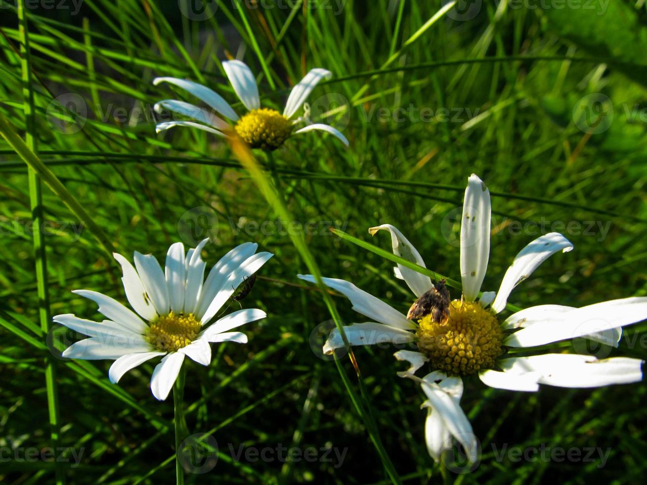 insecten zitten Aan veld- madeliefjes foto