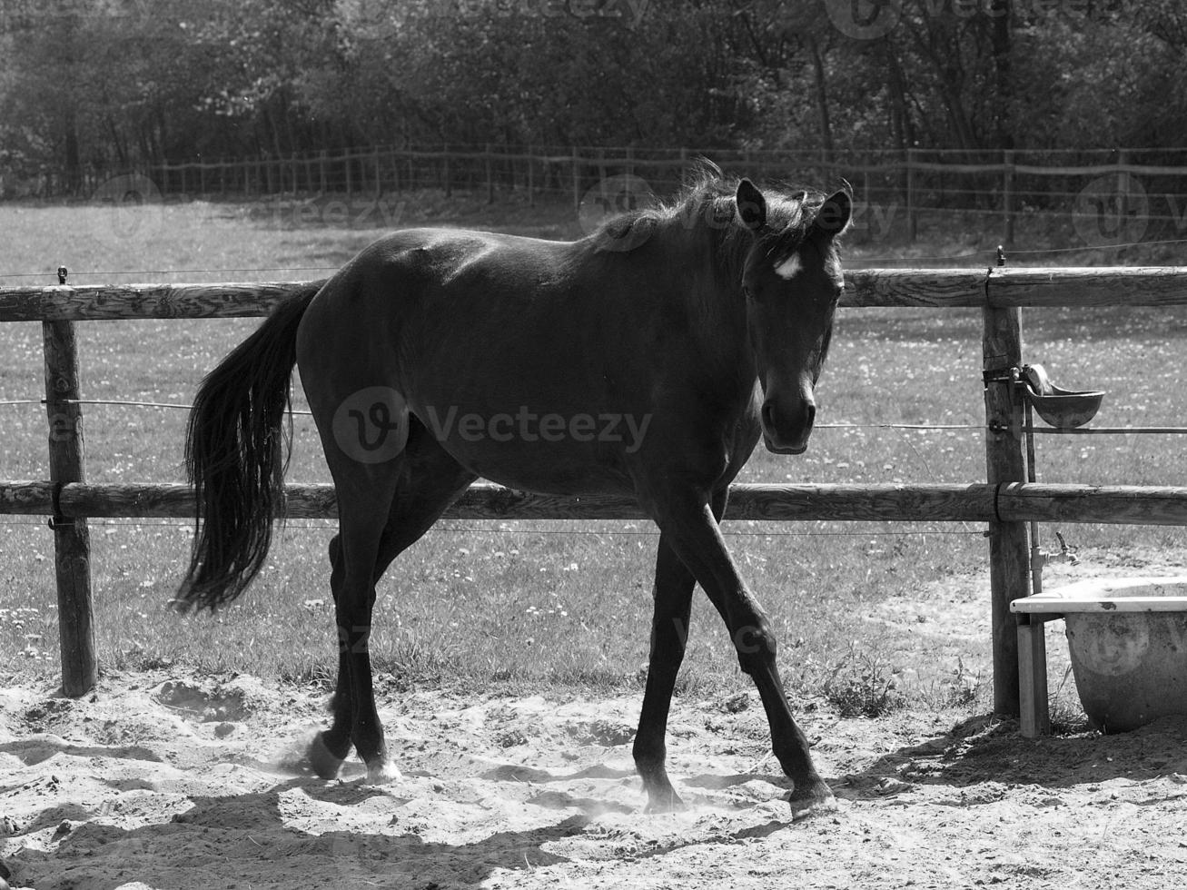 paarden Aan een Duitse weide foto