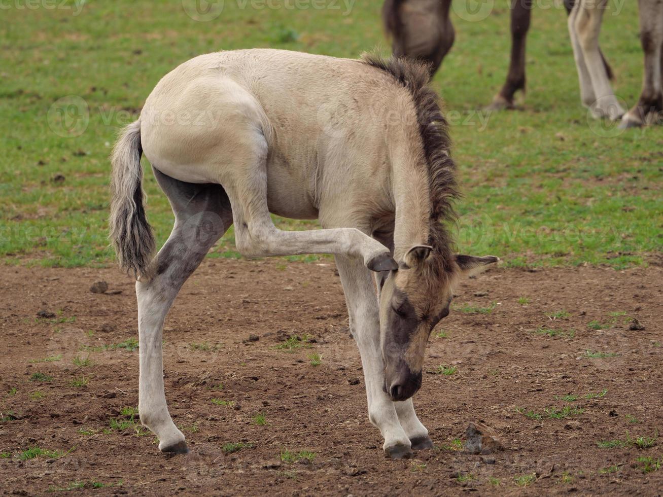 paarden en veulens in Duitsland foto