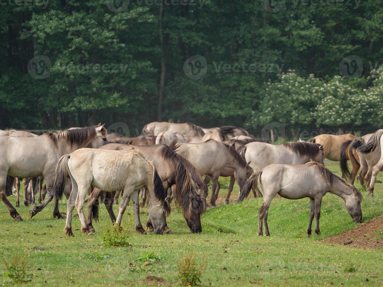 paarden en veulens in Duitsland foto