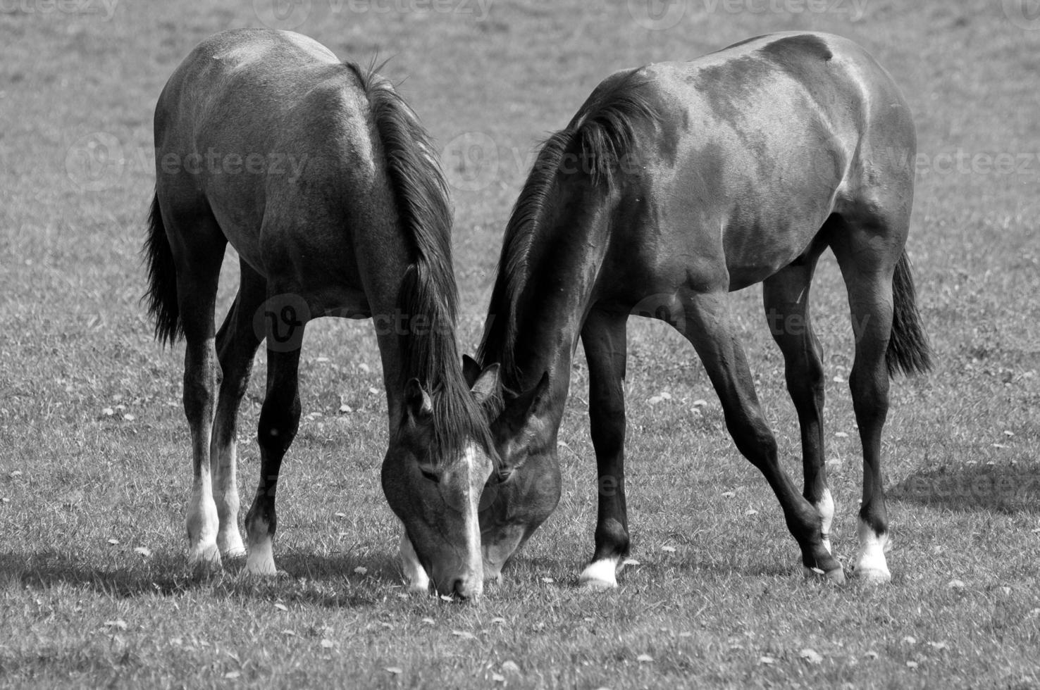 wild paarden Aan een veld- foto