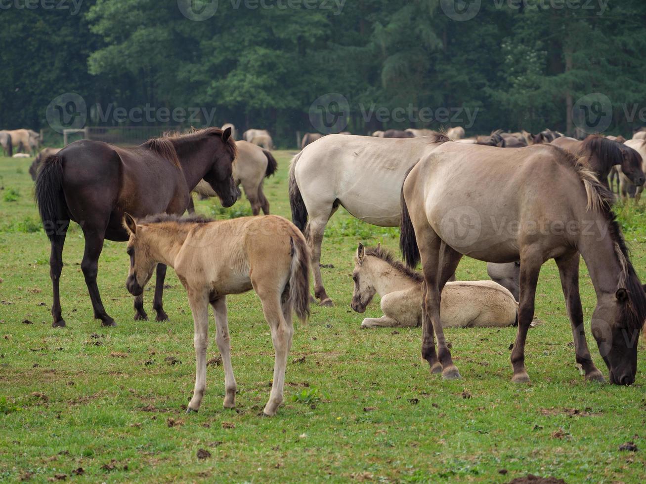 veel paarden en veulens foto