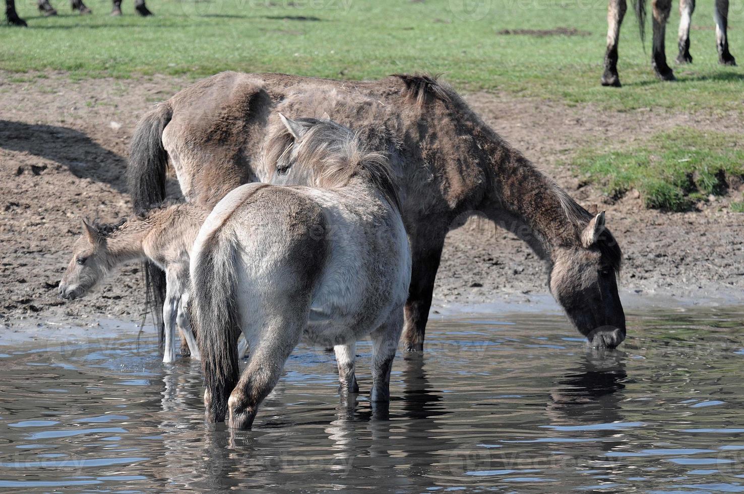 wilde paarden in Westfalen foto