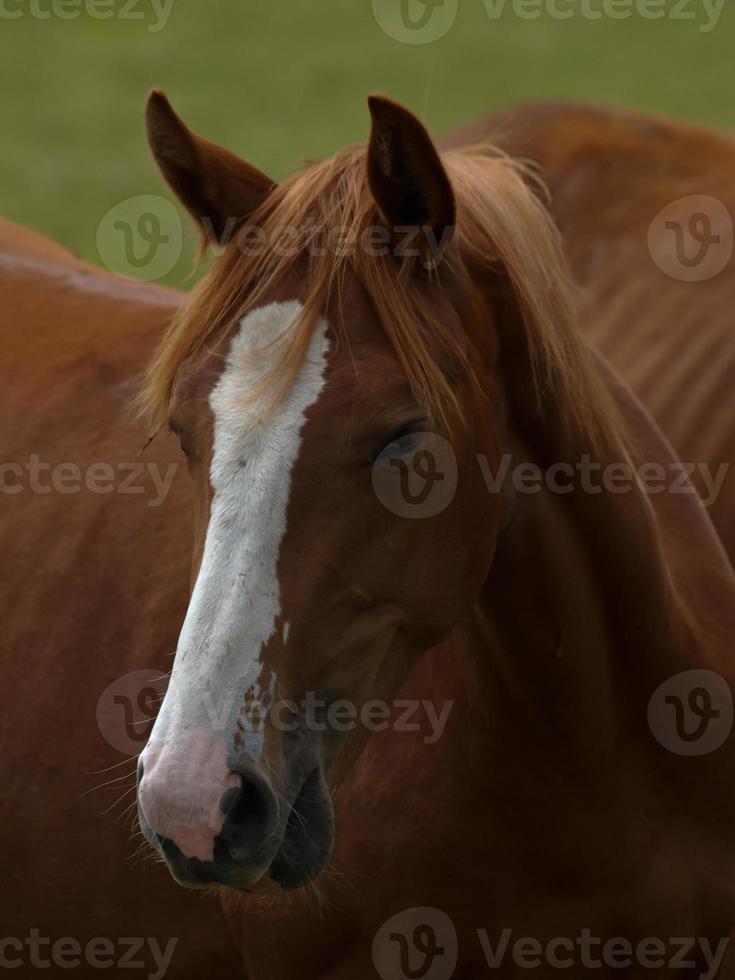 paarden met veulens foto