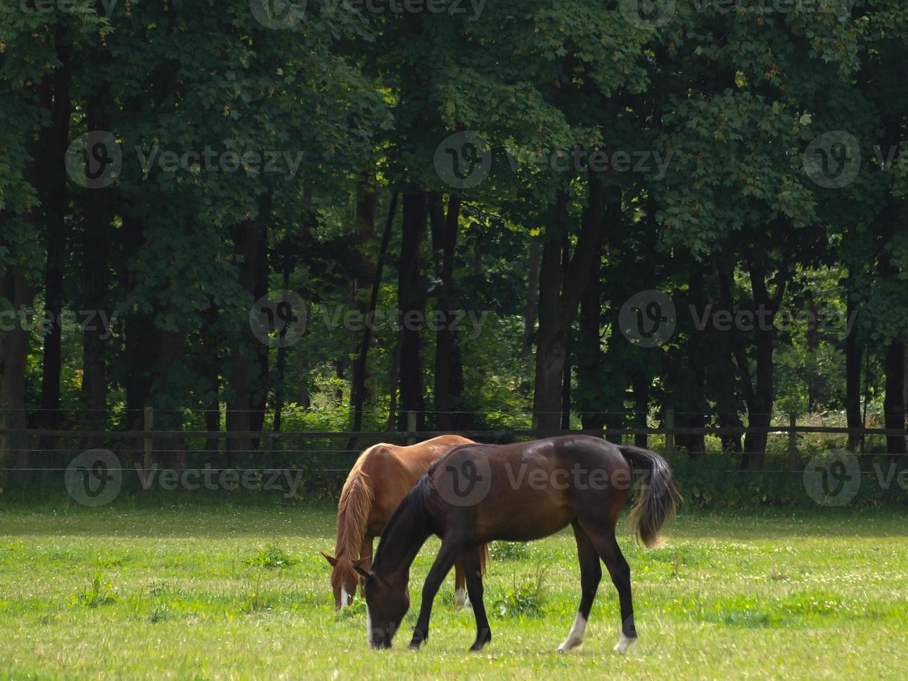 paarden met veulens foto