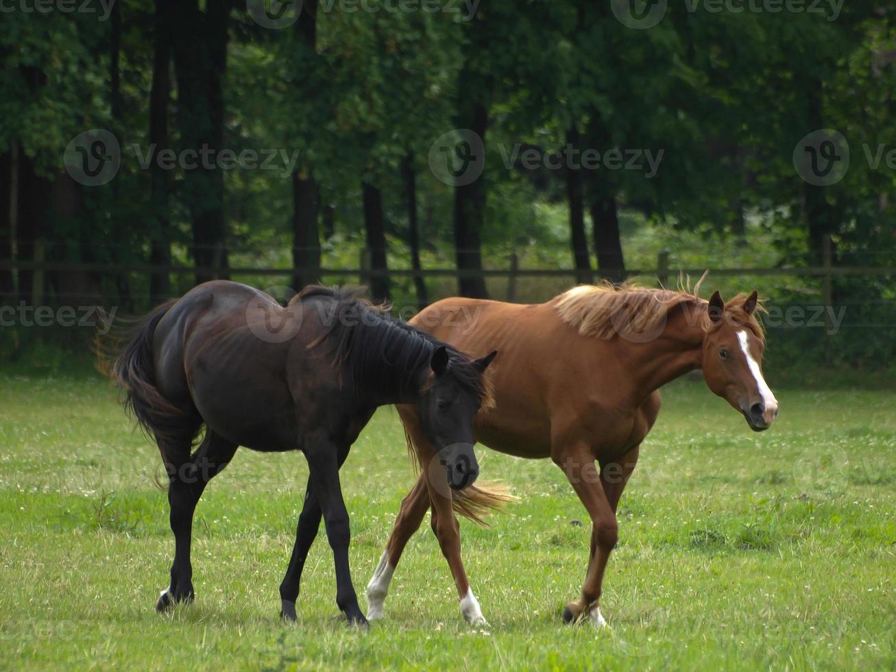 paarden n Duitsland foto