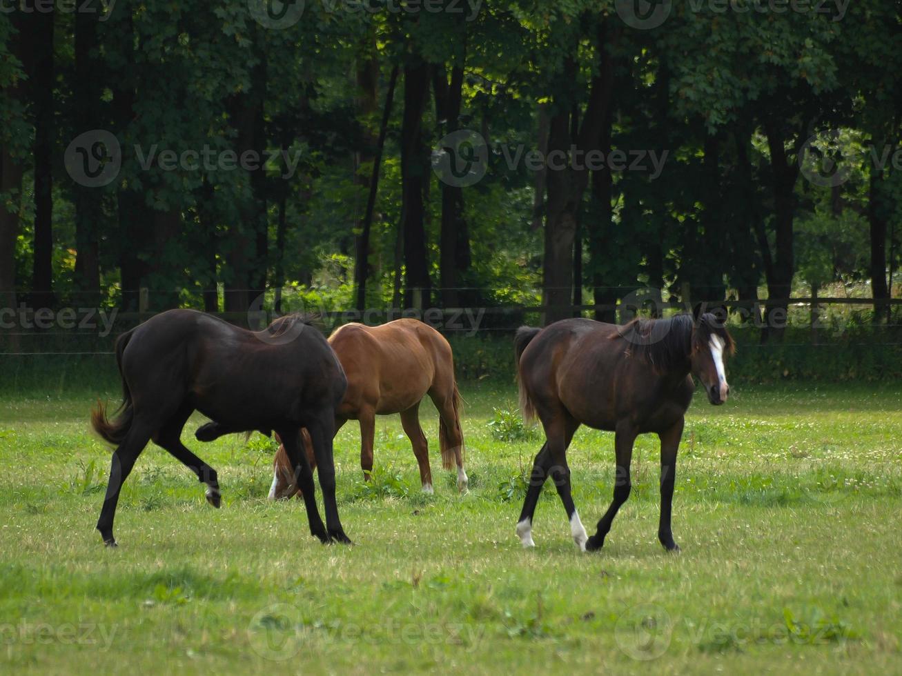 paarden n Duitsland foto