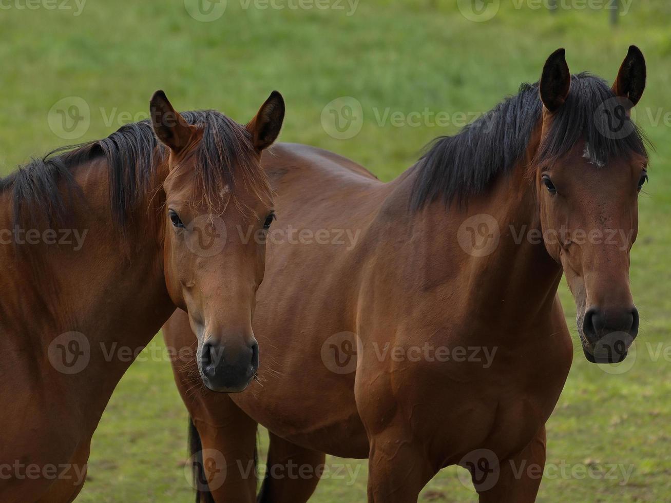 paarden met veulens foto