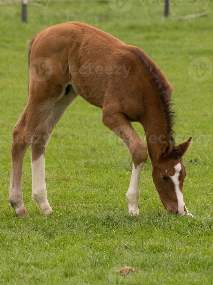 veulens en paarden in Duitsland foto