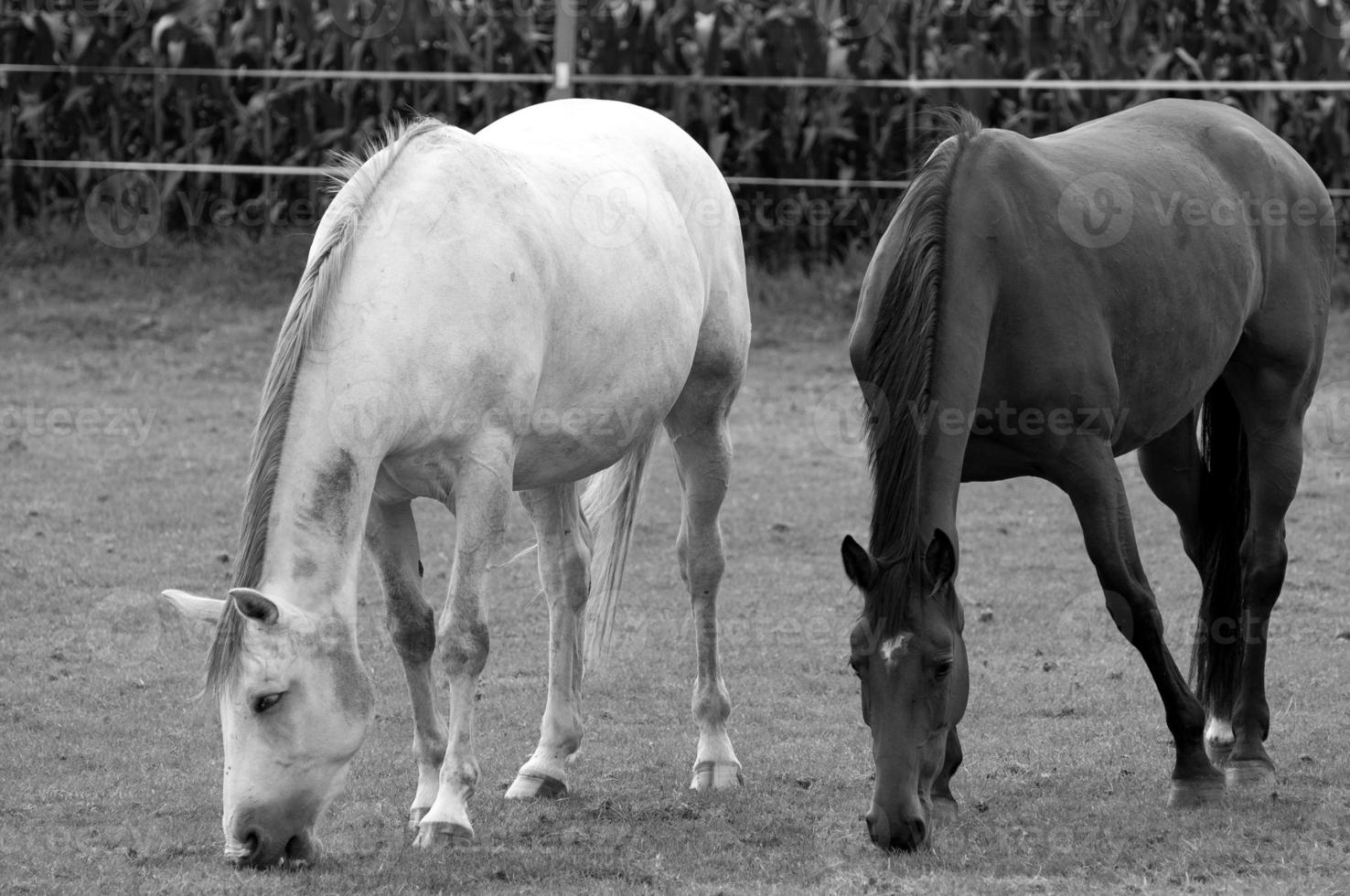paarden in Westfalen foto