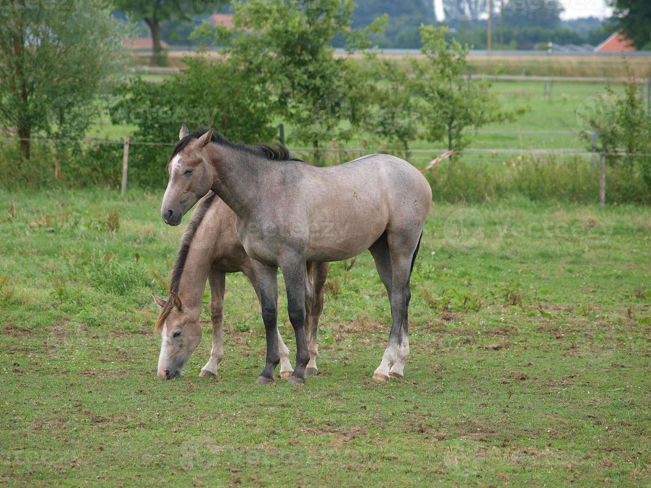 veulens en paarden in Duitsland foto